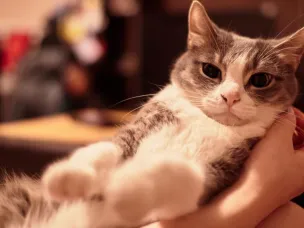 Нижегородцы могут со скидкой стерилизовать домашних собак и кошек в госветклиниках в рамках акции «Мартовский кот»